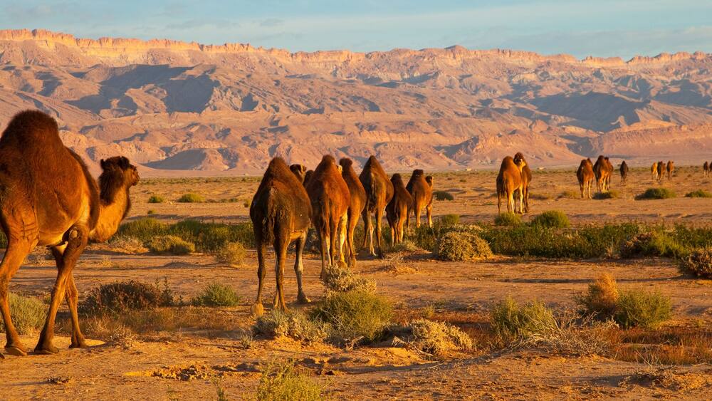 A group of camels in a desert landscape with mountains in the background.