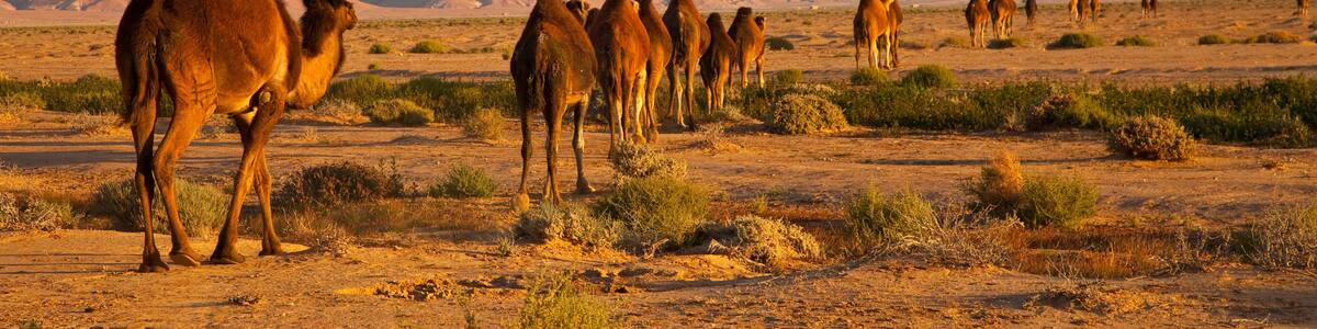 A group of camels in a desert landscape with mountains in the background.