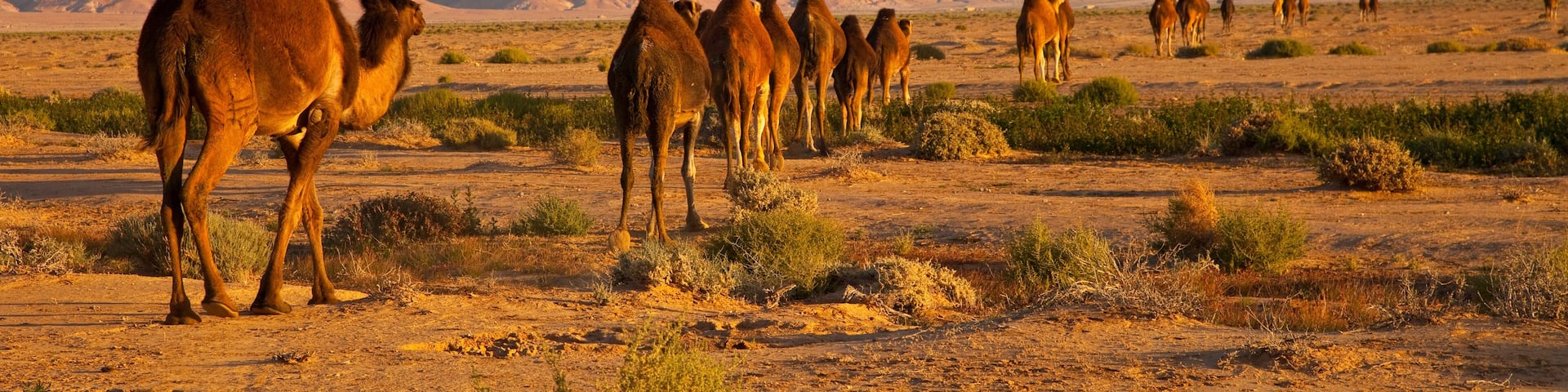 A group of camels in a desert landscape with mountains in the background.