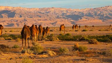 Um grupo de camelos em uma paisagem desértica com montanhas ao fundo.