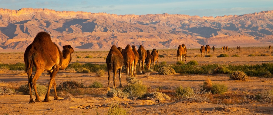 Un grupo de camellos en un paisaje desértico con montañas al fondo.