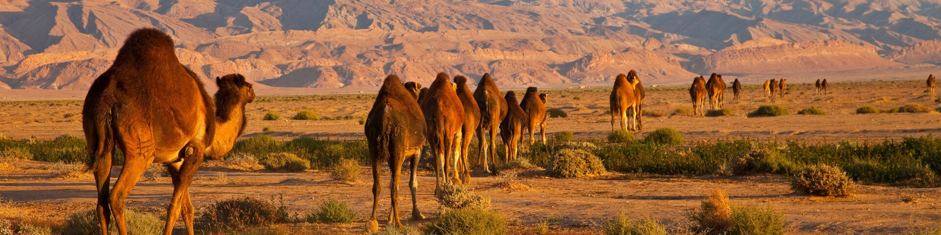 Un grupo de camellos en un paisaje desértico con montañas al fondo.