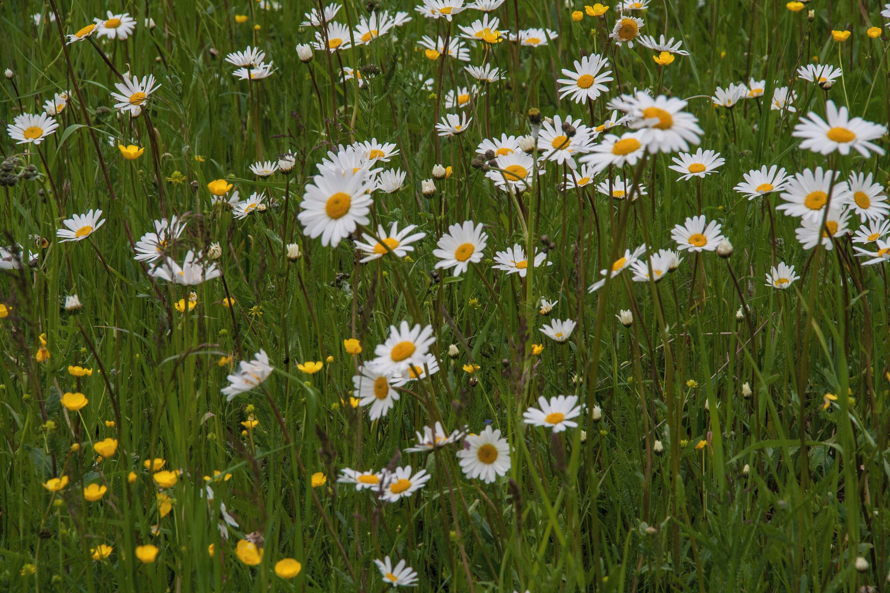 Naturschutzgebiet, Rinntal, Alfeld
