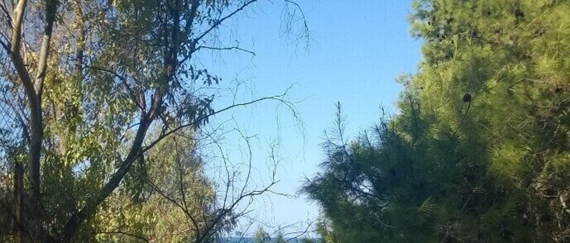 Un sendero que lleva a una masa de agua, rodeado de árboles y un muro de piedra con grafitis.