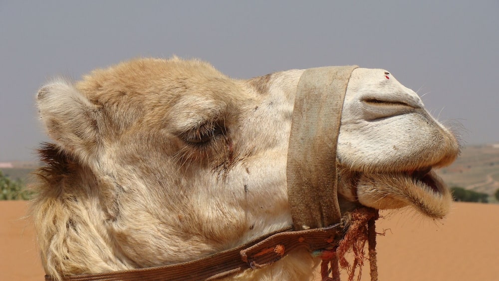 Morocco - friendly people, gorgeous weather, good food and fantastic cities to explore. Not only by camel ;-)