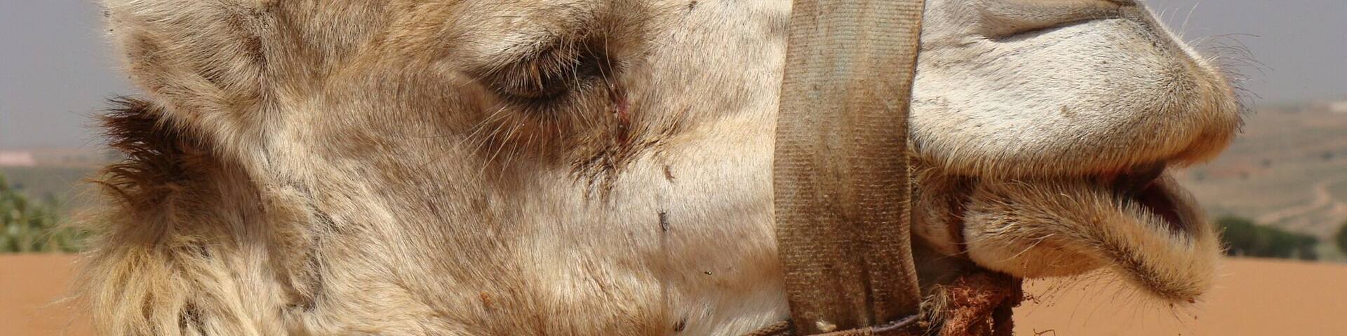 Morocco - friendly people, gorgeous weather, good food and fantastic cities to explore. Not only by camel ;-)