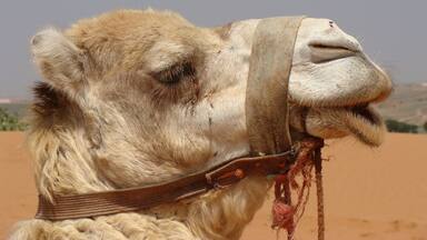 Morocco - friendly people, gorgeous weather, good food and fantastic cities to explore. Not only by camel ;-)