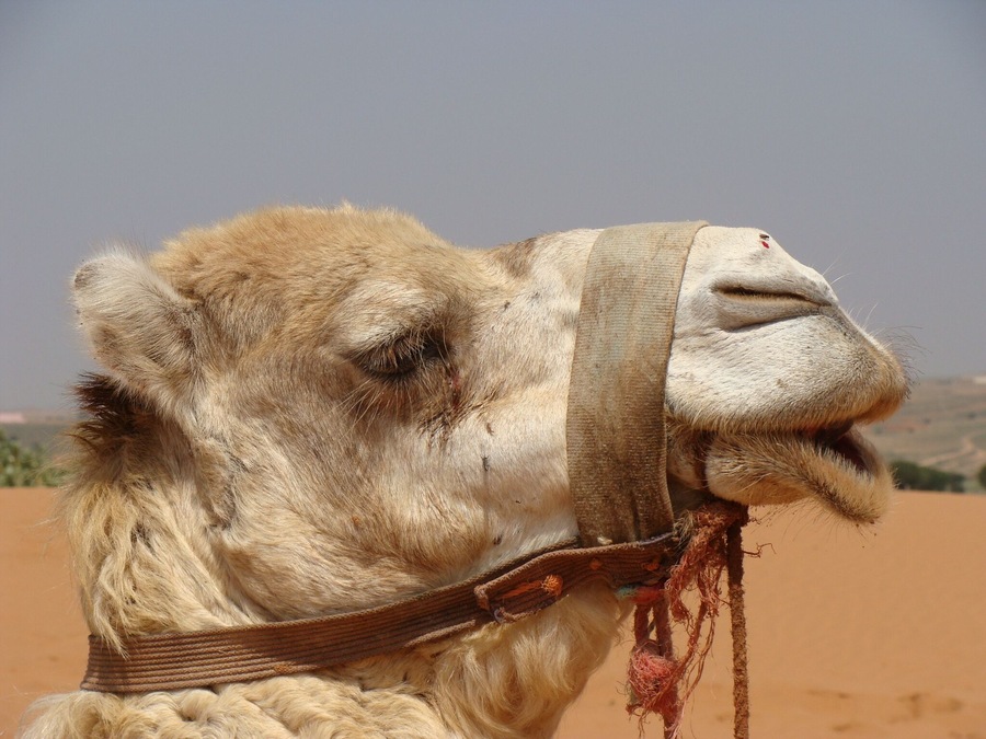 Morocco - friendly people, gorgeous weather, good food and fantastic cities to explore. Not only by camel ;-)