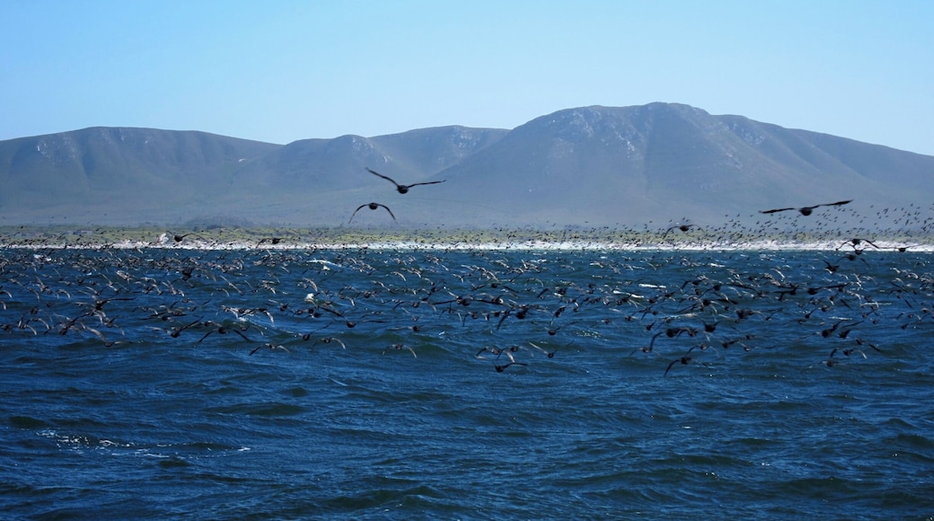 A large flock of Cape Cormorants flying near the boat on a whale watching trip in Gansbaai.
Southern Right Wales can be seen in the area between June and December.