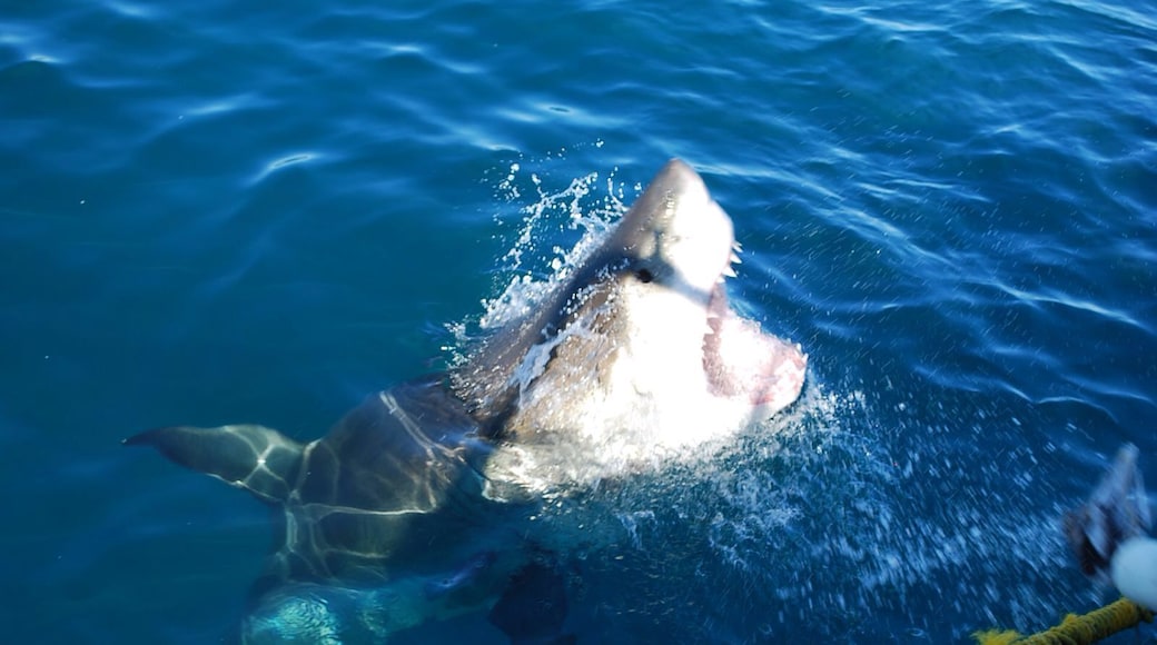 en live with the white shark !!!!