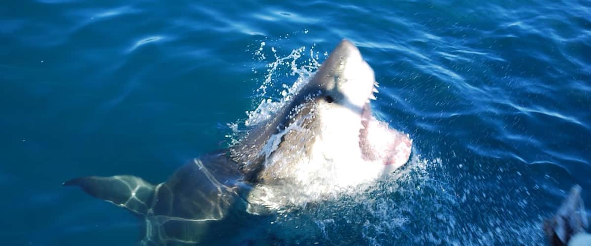 en live with the white shark !!!!