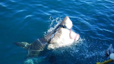A shark swimming in the ocean.
