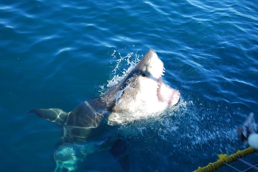 en live with the white shark !!!!