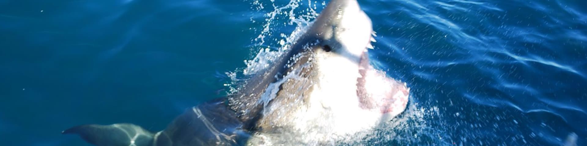 en live with the white shark !!!!