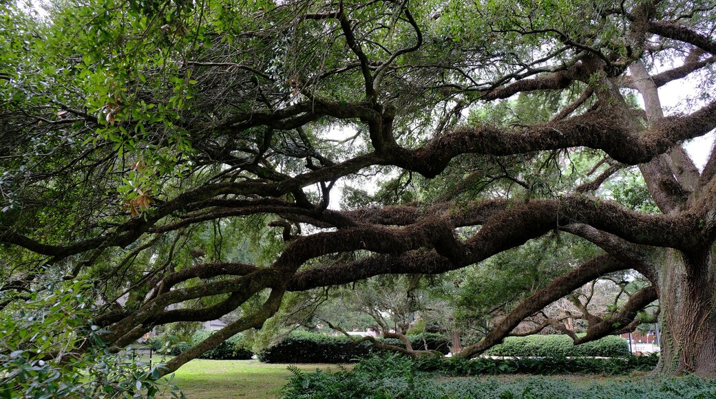 big tree lafayette, la garden on UL campus