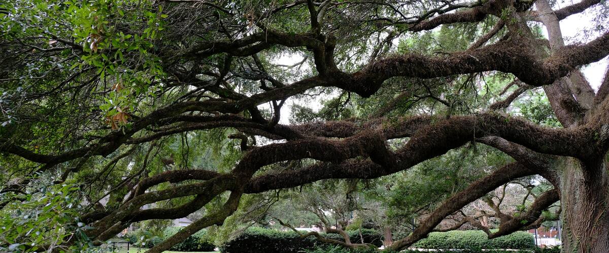 big tree lafayette, la garden on UL campus