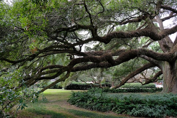 big tree lafayette, la garden on UL campus