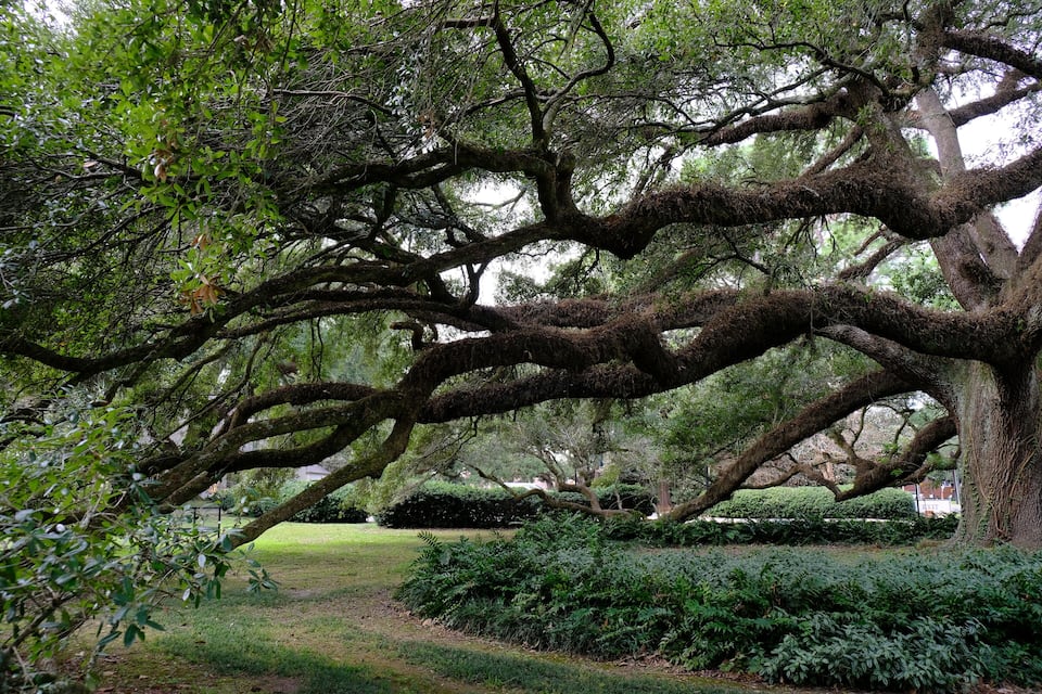 A large tree with extensive branches and moss-covered trunks in a park.