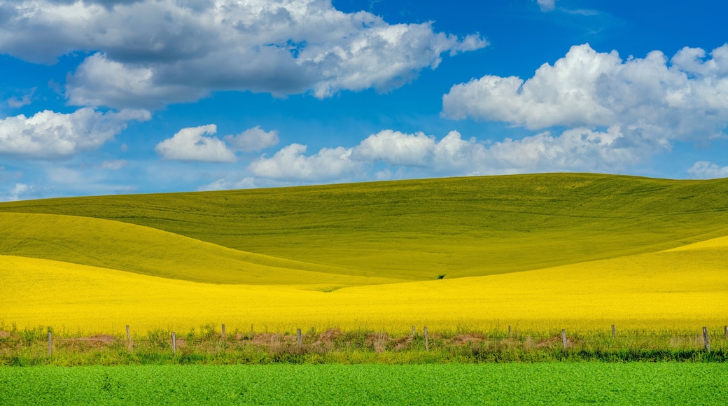 Bright yellow Canola field in the Palouse country