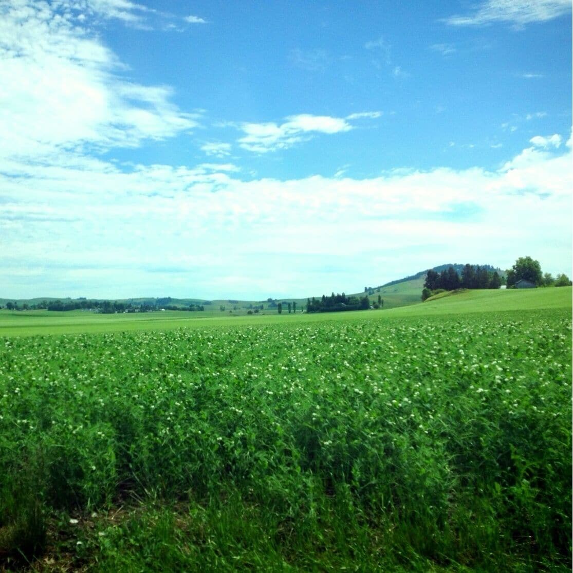 Like pretty fields? Go drive around Moscow! #morning