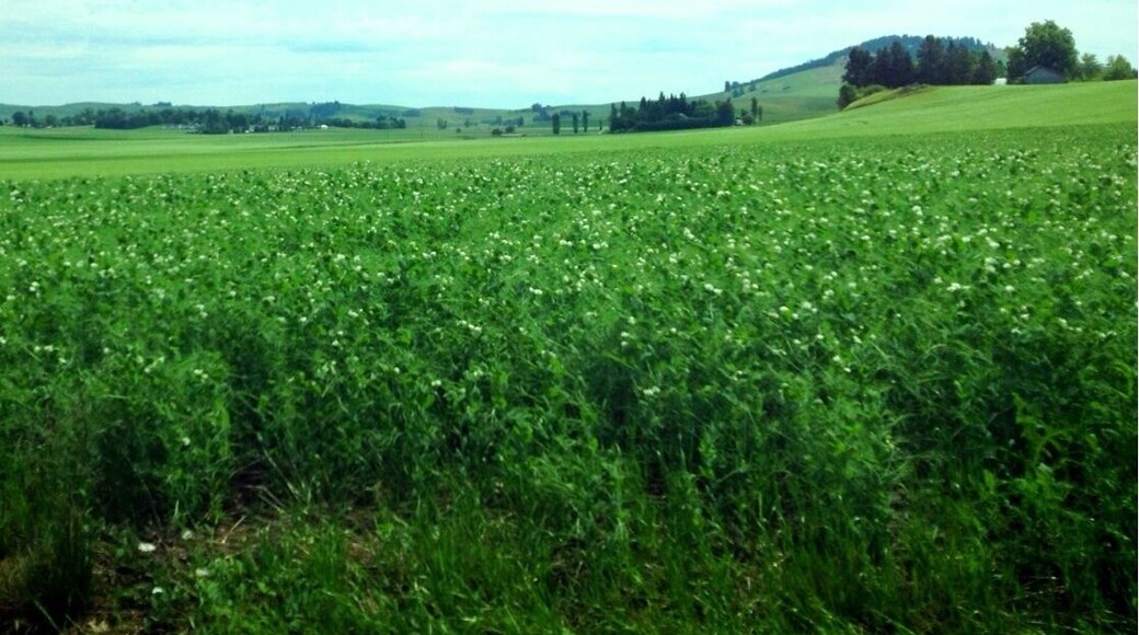 Like pretty fields? Go drive around Moscow! #morning
