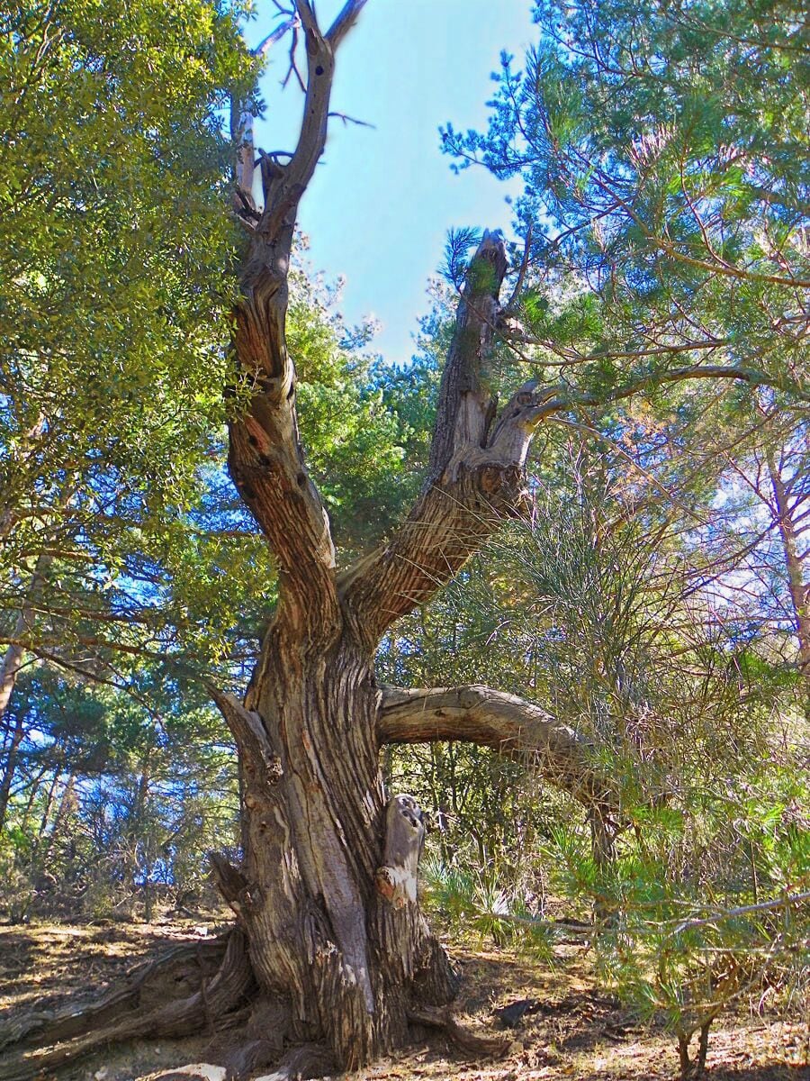 Roure mort prop de la Mare de Déu de Barulles