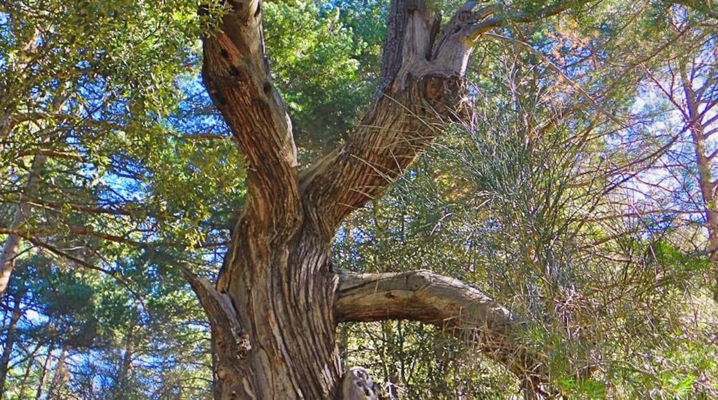 Roure mort prop de la Mare de Déu de Barulles