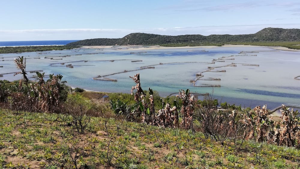A coastal landscape with mangrove forests, tidal pools, and distant hills.