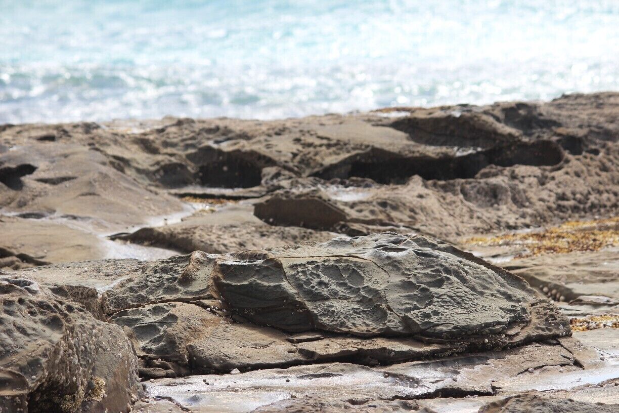 The marengo rockpools are a hidden secret. Wait until low tide and you can spend hours here exploring. 

A tour company in Apollo Bay allows you to kayak near the seals here. Also, Parks Victoria runs a Junior Rangers program here during the school holidays