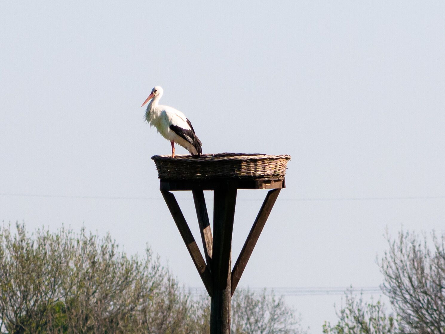 Portrait of a stork.