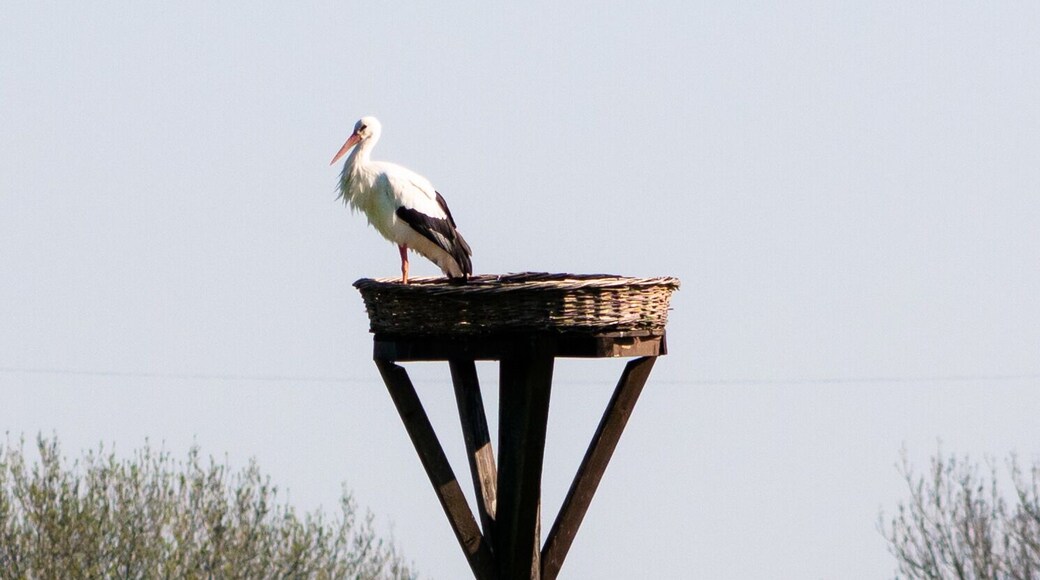 Portrait of a stork.