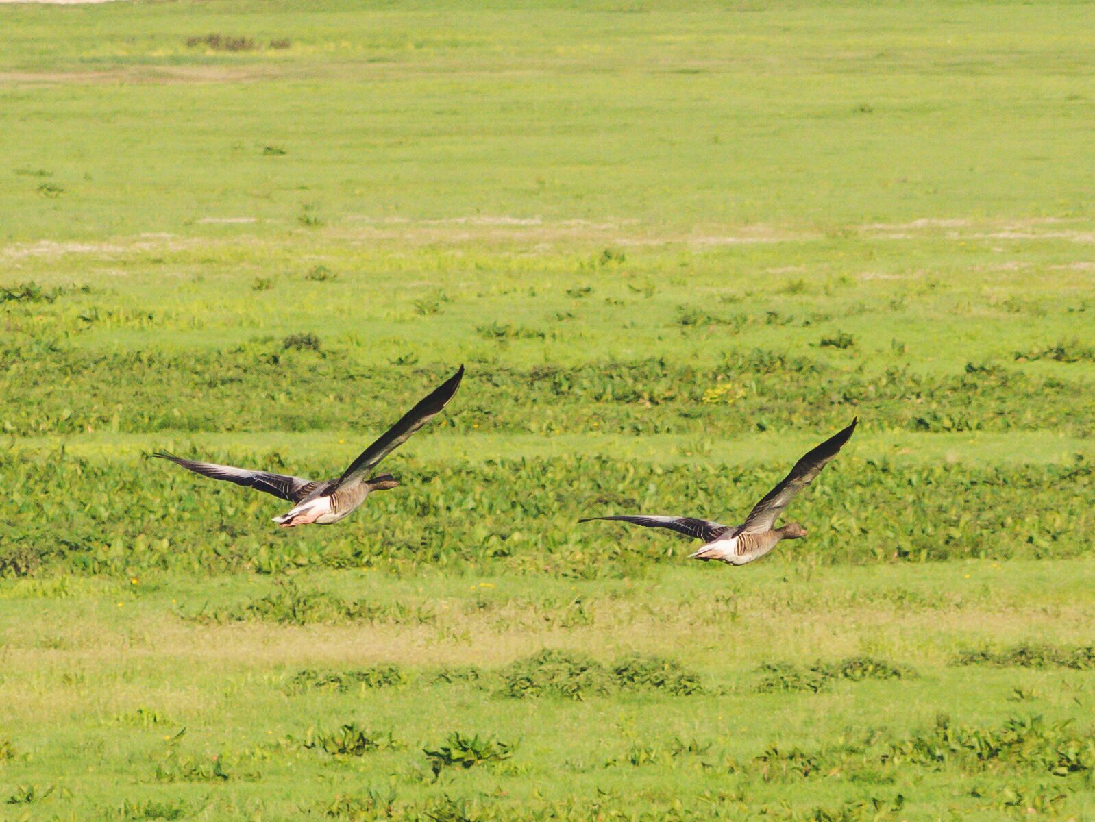 The area serves as the winter home for a lot of grey goose.