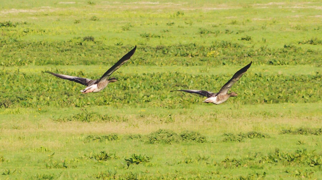 The area serves as the winter home for a lot of grey goose.