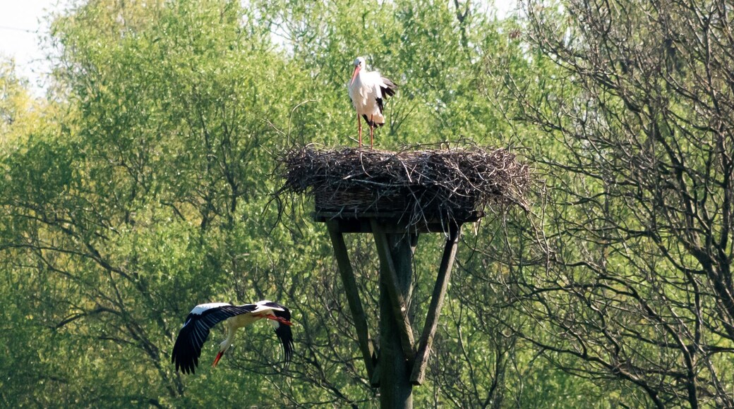 There are several storks nests at the Rheinaue Walsum.