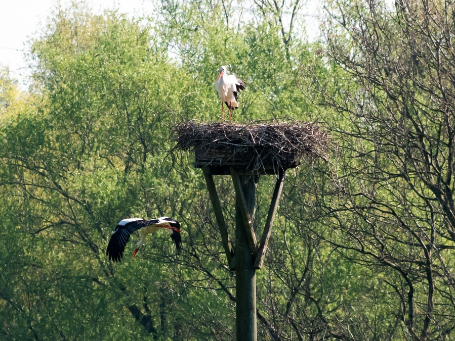 There are several storks nests at the Rheinaue Walsum.