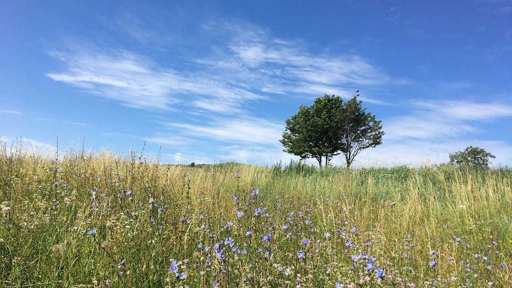 The rolling hills surrounding the town cemetery in Odorheiu Secuiesc are picturesque and provide a great location for a picnic or a nap under one of the trees.