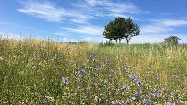 The rolling hills surrounding the town cemetery in Odorheiu Secuiesc are picturesque and provide a great location for a picnic or a nap under one of the trees.