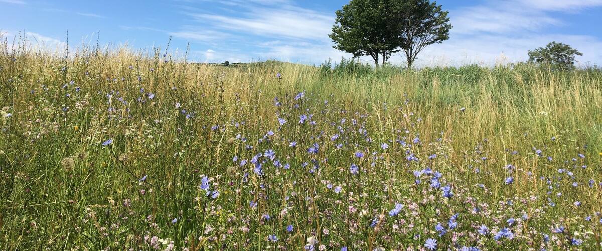 A field of wildflowers with a solitary tree in the background under a clear blue sky.