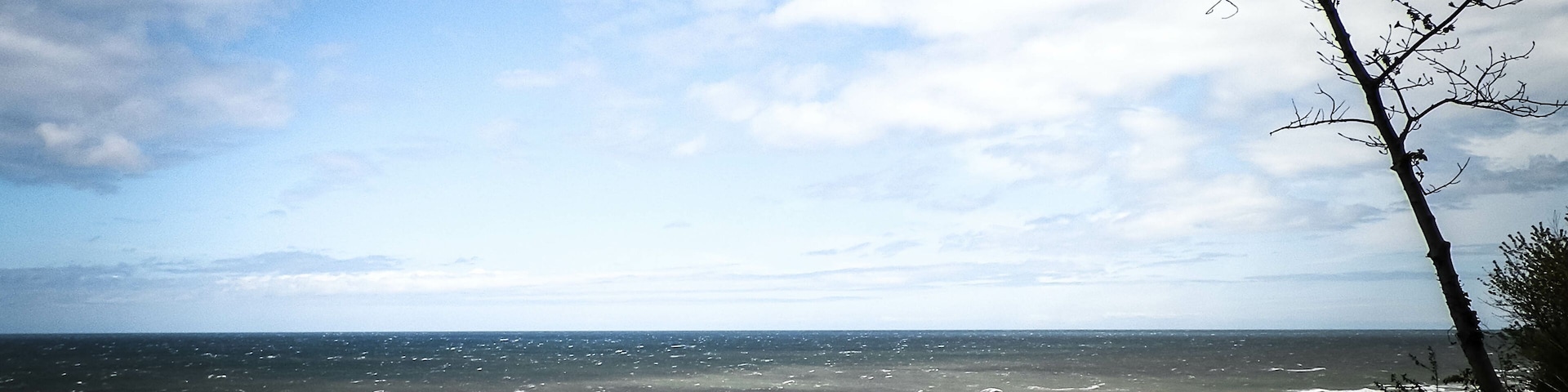 Uma praia com ondas, céu claro e uma árvore sem folhas.
