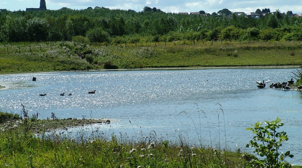 View from a bird hide of one of the ponds at Rainton Meadows Nature Reserve, County Durham. The church spire in the distance is St Mary's, West Rainton.
