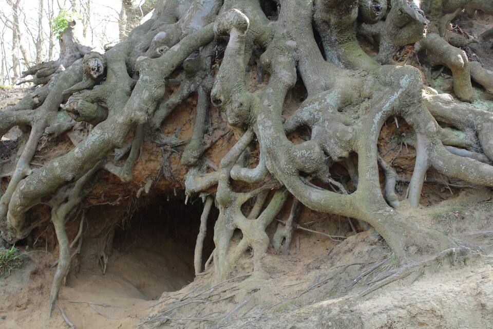 A large tree with extensive root systems and a hollow at its base.