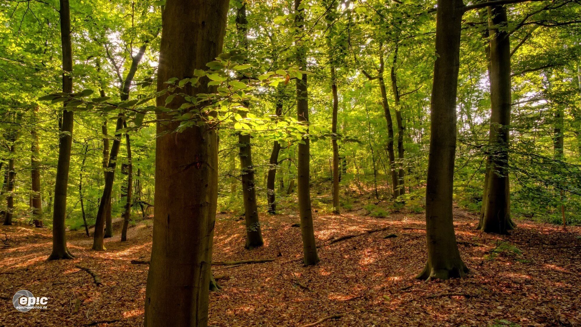Near this great little village called Arcen, there are amazing woods surrounding it. Also there is a castle with huge gardens that can be visited daily. 