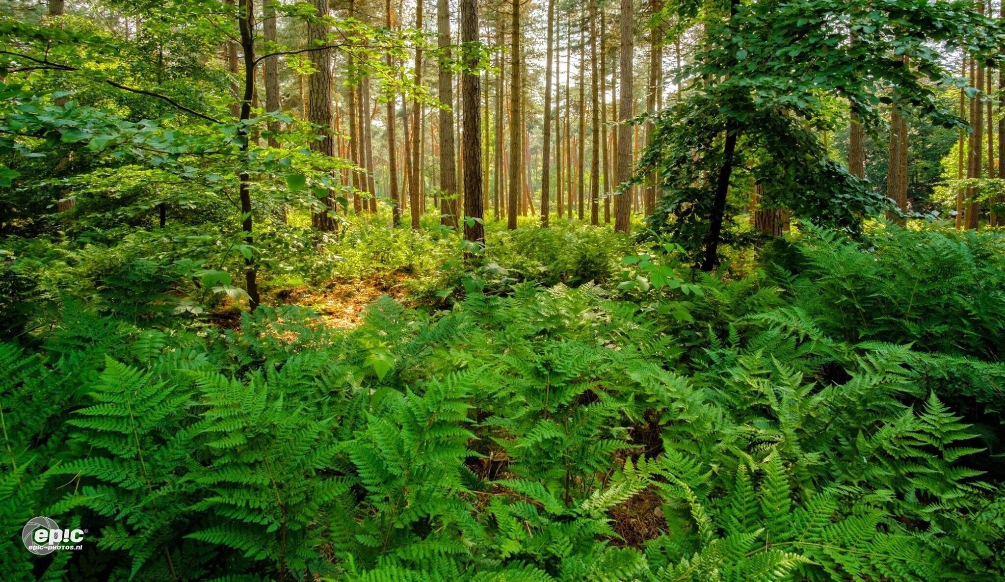 Near this great little village called Arcen, there are amazing woods surrounding it. Here there are a lot of great ferns between the high pine trees. Also there is a castle with huge gardens that can be visited daily. 