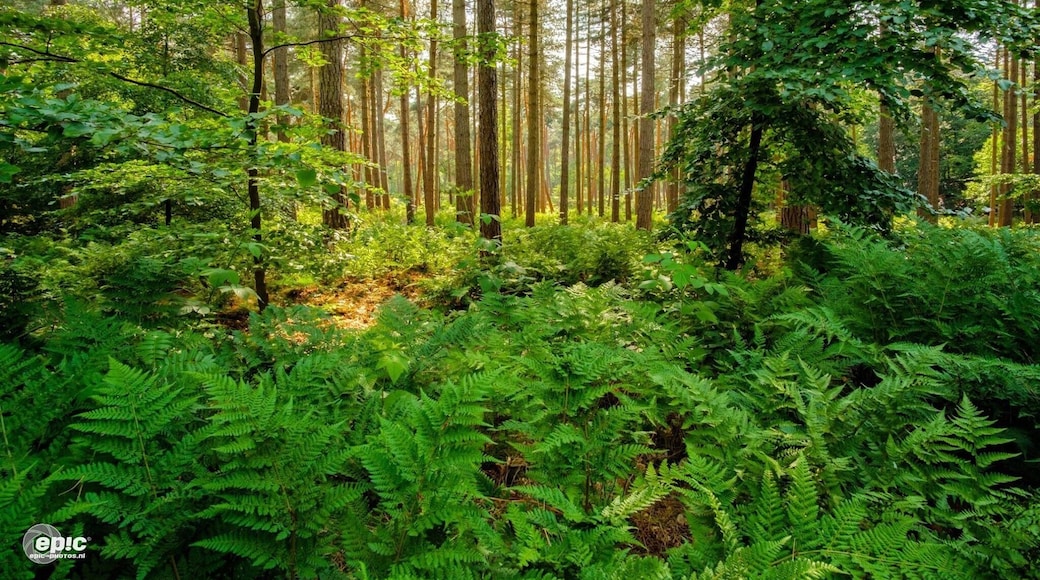 Near this great little village called Arcen, there are amazing woods surrounding it. Here there are a lot of great ferns between the high pine trees. Also there is a castle with huge gardens that can be visited daily.