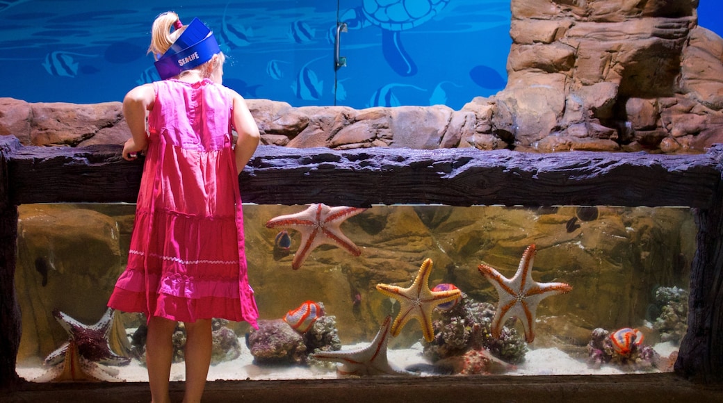 Mooloolaba showing marine life and interior views as well as an individual child