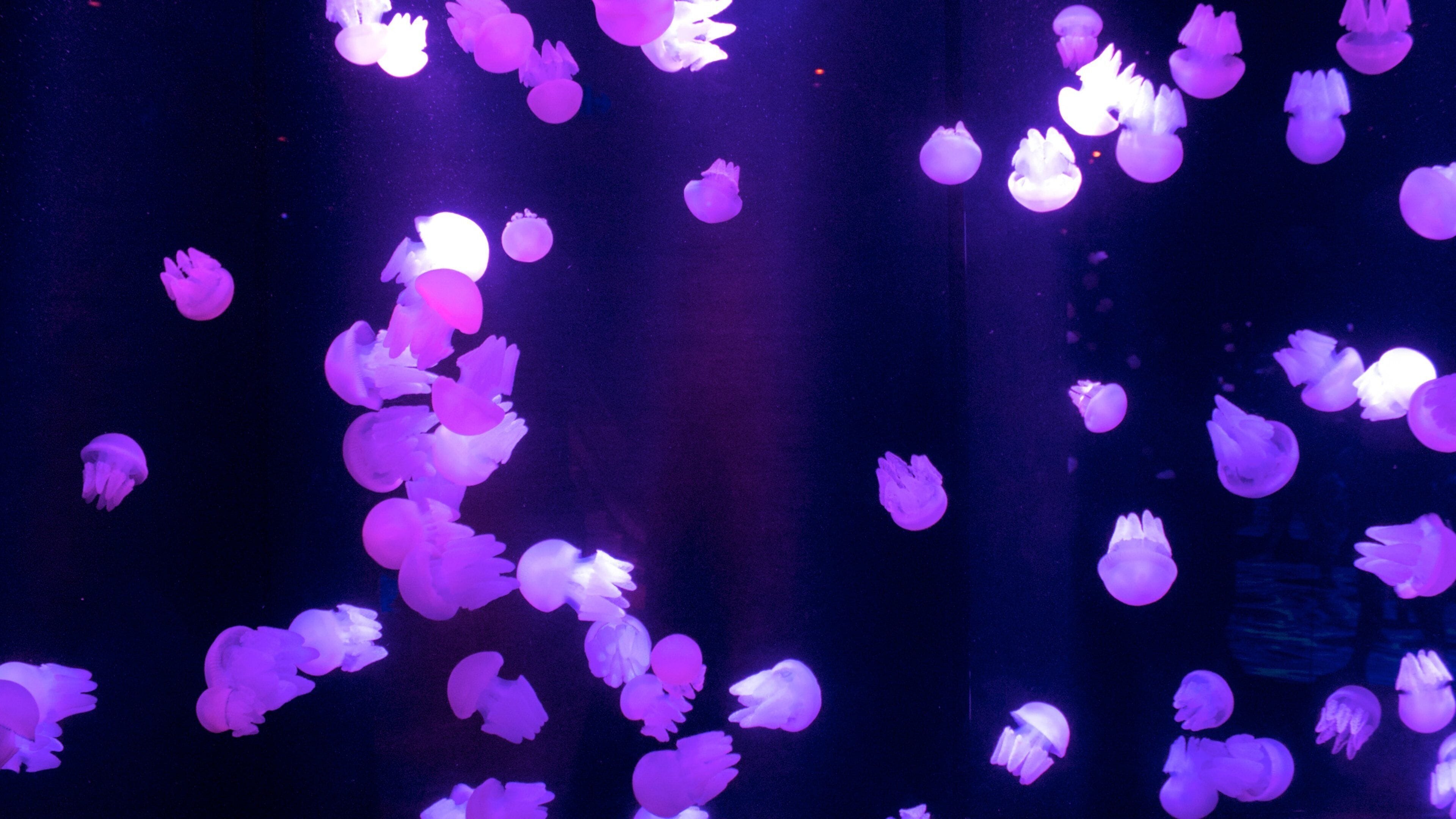 SEA LIFE Sunshine Coast Aquarium which includes marine life