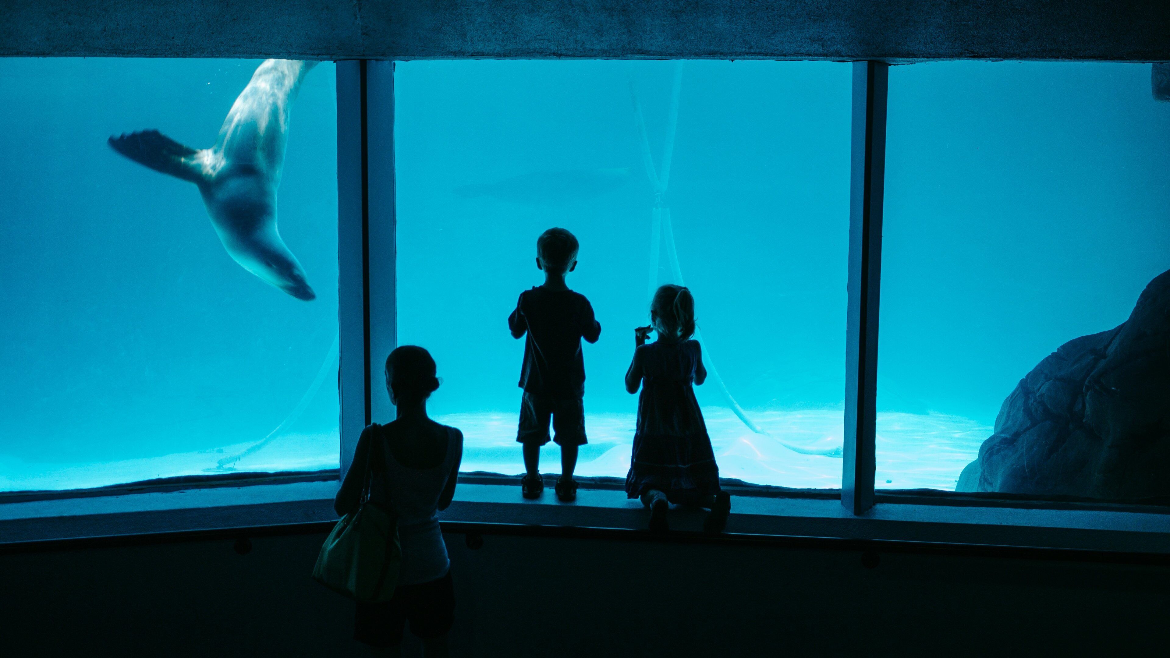 SEA LIFE Sunshine Coast Aquarium which includes marine life and interior views as well as a family