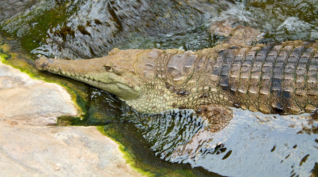 Underwater World Sea Life which includes dangerous animals and zoo animals