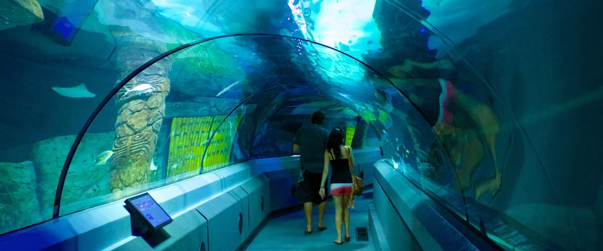 Acuario Underwater World Sea Life mostrando vistas interiores y vida marina y también una pareja