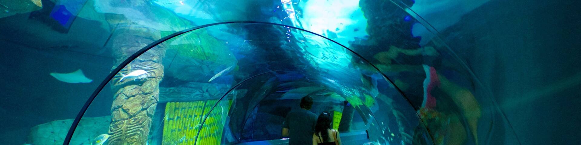 Underwater World Sea Life which includes interior views and marine life as well as a couple